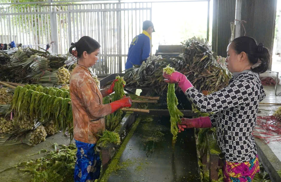 Người đàn ông Cần Thơ biến lá bỏ đi thành sợi, nông dân có thêm tiền triệu Người đàn ông Cần Thơ biến lá bỏ đi thành sợi, nông dân có thêm tiền triệu