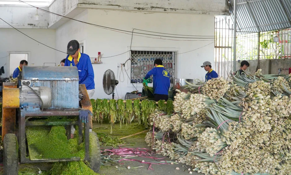 Người đàn ông Cần Thơ biến lá bỏ đi thành sợi, nông dân có thêm tiền triệu Người đàn ông Cần Thơ biến lá bỏ đi thành sợi, nông dân có thêm tiền triệu