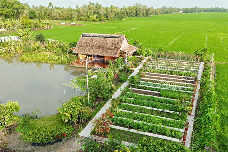 Vợ chồng ở An Giang bỏ phố về quê dựng khu vườn xanh mướt, hút triệu view Vợ chồng ở An Giang bỏ phố về quê dựng khu vườn xanh mướt, hút triệu view