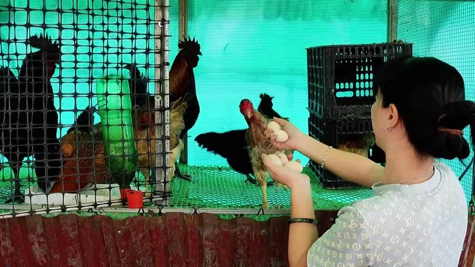 Vợ chồng Thanh H&oacute;a nu&ocirc;i g&agrave;, trồng rau, thả c&aacute; tr&ecirc;n s&acirc;n thượng