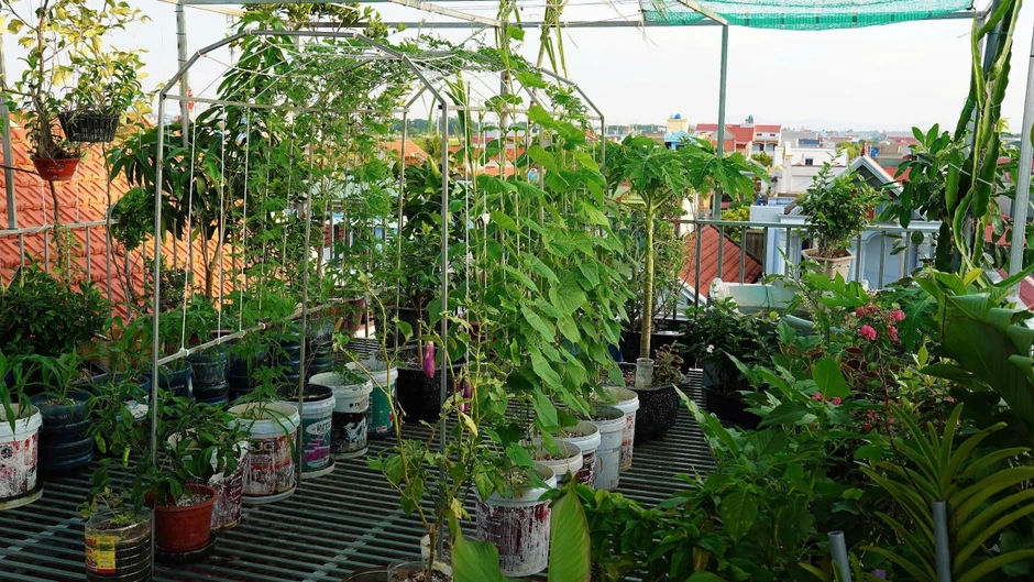 Vợ chồng Thanh H&oacute;a nu&ocirc;i g&agrave;, trồng rau, thả c&aacute; tr&ecirc;n s&acirc;n thượng
