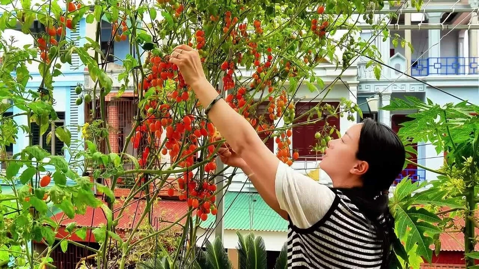 Vợ chồng Thanh H&oacute;a nu&ocirc;i g&agrave;, trồng rau, thả c&aacute; tr&ecirc;n s&acirc;n thượng
