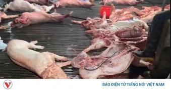 “Đại án” 300 tấn thịt lợn bệnh: Góc nhìn pháp lý và cảnh báo từ chuyên gia