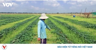 Vi phạm về sản xuất giống cây trồng có thể bị phạt đến 50 triệu đồng