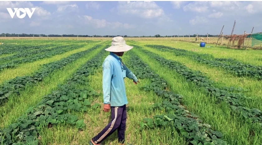 Vi phạm về sản xuất giống cây trồng có thể bị phạt đến 50 triệu đồng Vi phạm về sản xuất giống cây trồng có thể bị phạt đến 50 triệu đồng