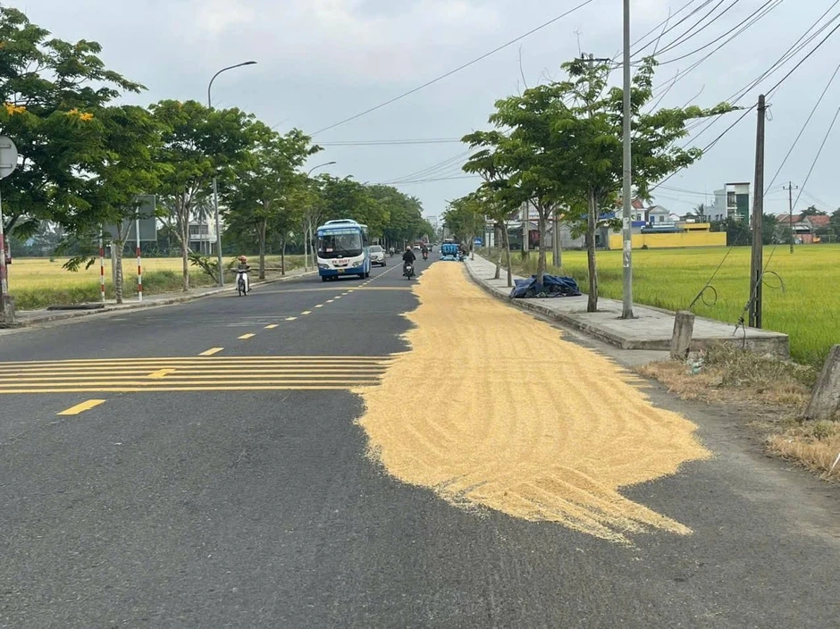 Lái xe qua đường phơi đầy thóc lúa, rơm rạ mùa gặt, tài xế cần lưu ý gì? Lái xe qua đường phơi đầy thóc lúa, rơm rạ mùa gặt, tài xế cần lưu ý gì?