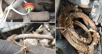 Mẹo chống chuột cho ô tô đơn giản, hiệu quả được cánh tài xế truyền tai nhau