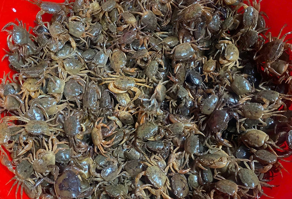 8X Nghệ An hồi sinh món chả ‘cứu đói’ một thời, đưa sản phẩm đạt OCOP 3 sao 8X Nghệ An hồi sinh món chả ‘cứu đói’ một thời, đưa sản phẩm đạt OCOP 3 sao