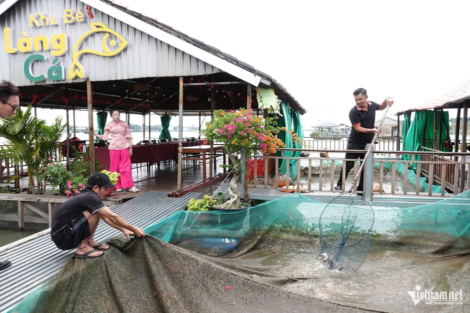 9X Cần Thơ kiếm tiền tỷ nhờ nuôi cá xanh kỳ, làm du lịch trên bè giữa sông Hậu 9X Cần Thơ kiếm tiền tỷ nhờ nuôi cá xanh kỳ, làm du lịch trên bè giữa sông Hậu