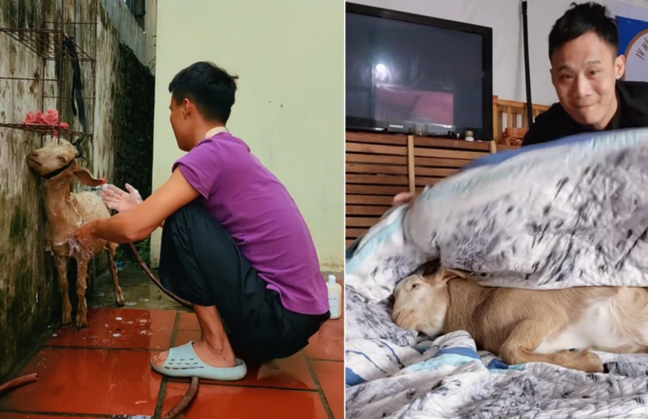 9X Hải Phòng nuôi thú cưng có sừng, chủ đi xa liền lên sân thượng đợi 9X Hải Phòng nuôi thú cưng có sừng, chủ đi xa liền lên sân thượng đợi
