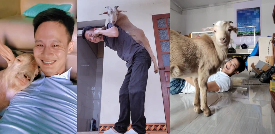 9X Hải Phòng nuôi thú cưng có sừng, chủ đi xa liền lên sân thượng đợi 9X Hải Phòng nuôi thú cưng có sừng, chủ đi xa liền lên sân thượng đợi