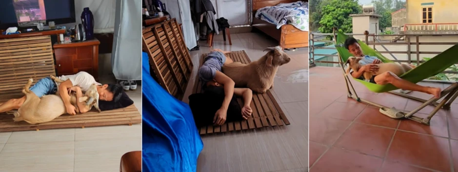 9X Hải Phòng nuôi thú cưng có sừng, chủ đi xa liền lên sân thượng đợi 9X Hải Phòng nuôi thú cưng có sừng, chủ đi xa liền lên sân thượng đợi