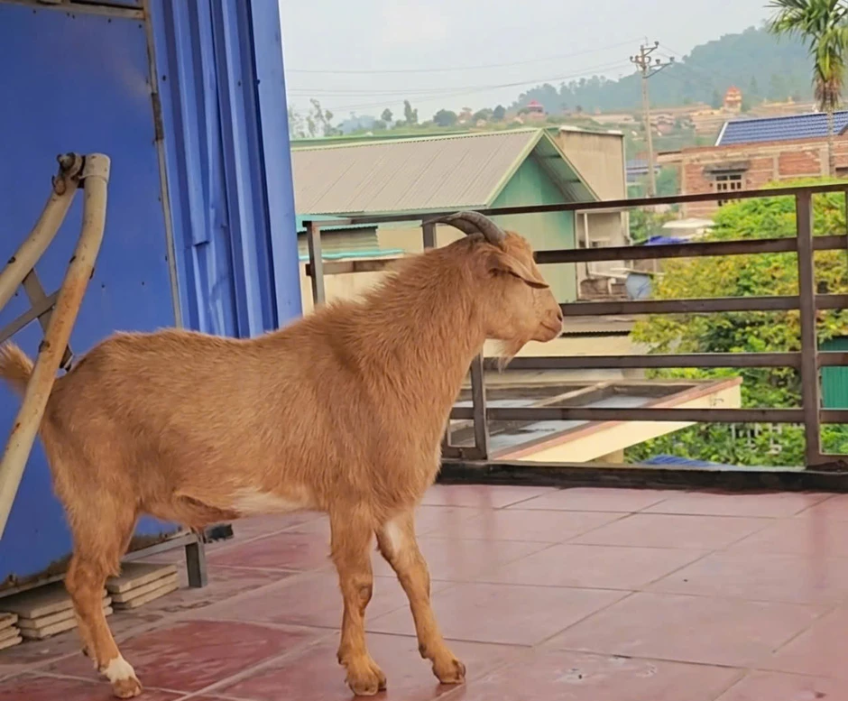 9X Hải Phòng nuôi thú cưng có sừng, chủ đi xa liền lên sân thượng đợi 9X Hải Phòng nuôi thú cưng có sừng, chủ đi xa liền lên sân thượng đợi