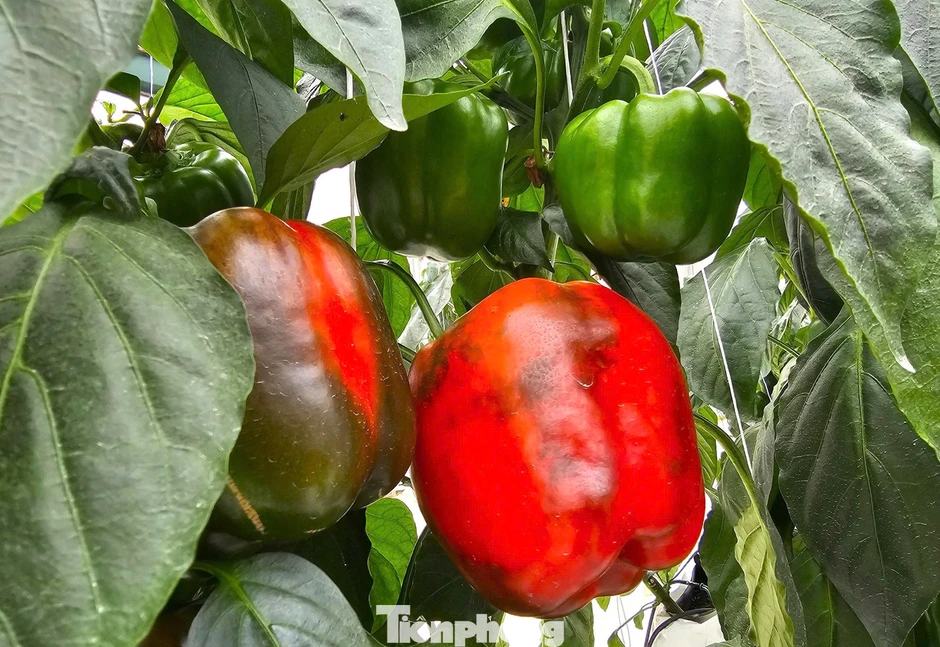 Bỏ lương nghìn đô, kỹ sư trẻ về quê làm trang trại nông nghiệp công nghệ cao đẹp như phim Bỏ lương nghìn đô, kỹ sư trẻ về quê làm trang trại nông nghiệp công nghệ cao đẹp như phim