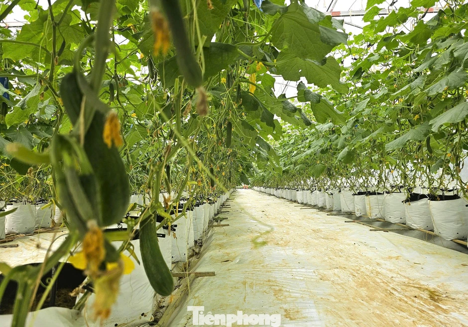 Bỏ lương nghìn đô, kỹ sư trẻ về quê làm trang trại nông nghiệp công nghệ cao đẹp như phim Bỏ lương nghìn đô, kỹ sư trẻ về quê làm trang trại nông nghiệp công nghệ cao đẹp như phim