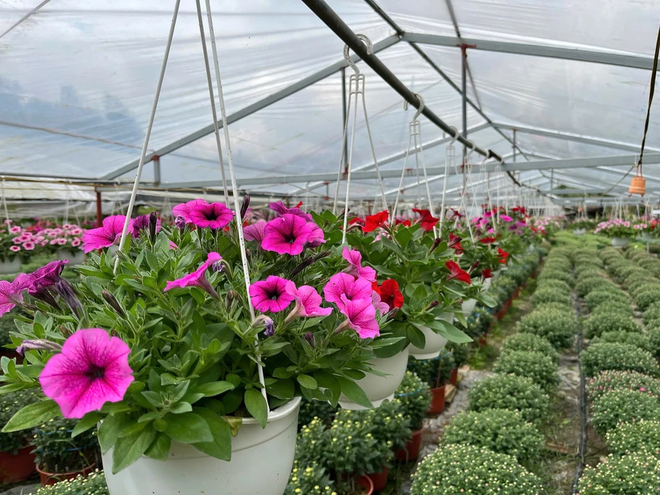 Bỏ phố về quê, chàng kỹ sư ‘đánh thức’ đất đồi bằng những mùa hoa tiền triệu Bỏ phố về quê, chàng kỹ sư ‘đánh thức’ đất đồi bằng những mùa hoa tiền triệu
