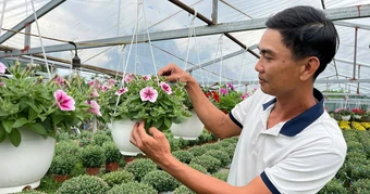Bỏ phố về quê, chàng kỹ sư ‘đánh thức’ đất đồi bằng những mùa hoa tiền triệu