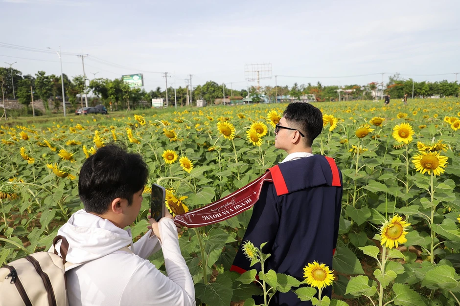 Cánh đồng hoa hướng dương ở Cần Thơ hút giới trẻ check-in