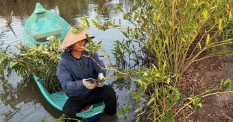 Chàng trai 9X Cà Mau làm giàu với cây ô rô mọc hoang bờ vuông tôm