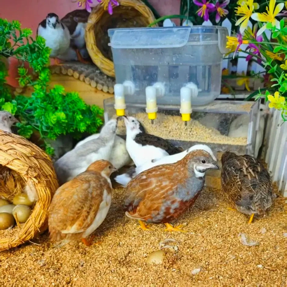 Chàng trai biến trường học bỏ hoang thành trang trại gà 'tí hon', kiếm tiền tỷ