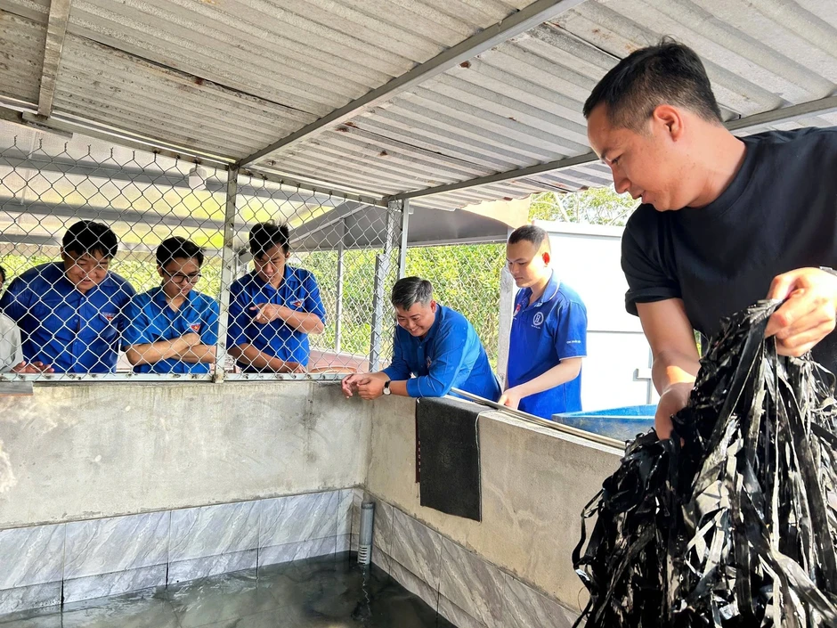 Chàng trai mát tay làm 'bà mụ' cho cua đinh, bán gần 500 con giống/năm Chàng trai mát tay làm 'bà mụ' cho cua đinh, bán gần 500 con giống/năm