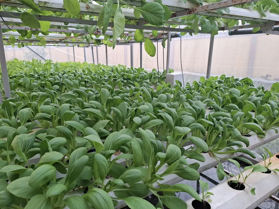 Chỉ với 130 m², cô gái trồng rau bán 55.000/kg vẫn không đủ hàng Chỉ với 130 m², cô gái trồng rau bán 55.000/kg vẫn không đủ hàng