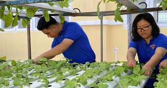 Chỉ với 130 m², cô gái trồng rau bán 55.000/kg vẫn không đủ hàng