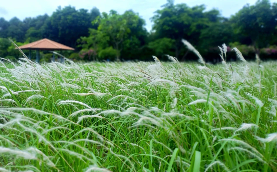 Đẹp như phim, đồi cỏ lau giữa TP.HCM đang khiến giới trẻ phát sốt