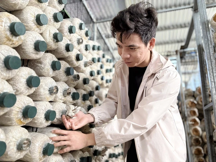 Kỹ sư về quê trồng nấm sạch