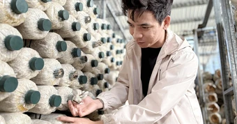 Kỹ sư về quê trồng nấm sạch