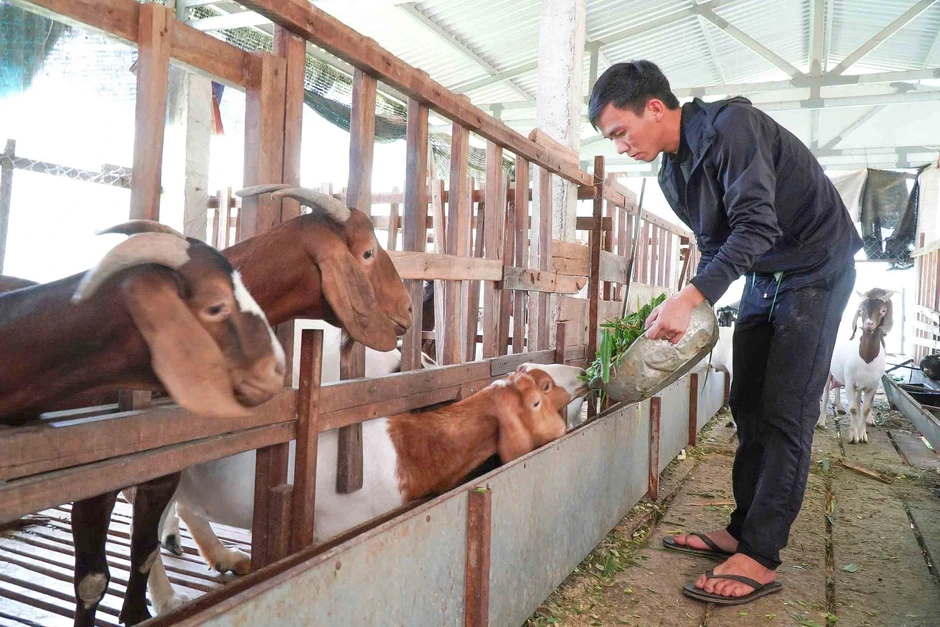 Không cần lên phố: Ở quê vẫn kiếm trăm triệu nhờ cách làm này