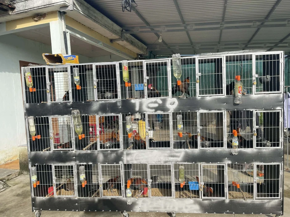 Kiếm 30 triệu đồng/tháng nhờ nuôi sinh sản gà rừng tai trắng trong điều kiện nuôi nhốt