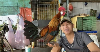 Kiếm 30 triệu đồng/tháng nhờ nuôi sinh sản gà rừng tai trắng trong điều kiện nuôi nhốt