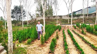 Làm giàu nhờ trồng cây quý