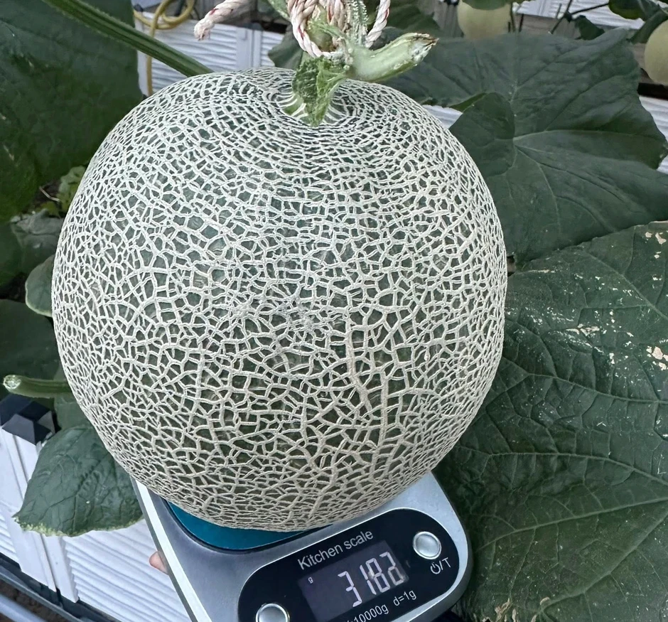 Mẹ trẻ xinh đẹp biến sân thượng thành vườn dưa trăm trái Mẹ trẻ xinh đẹp biến sân thượng thành vườn dưa trăm trái