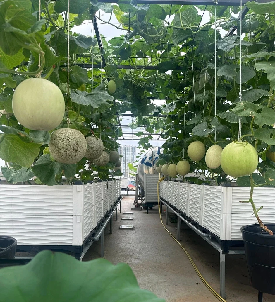 Mẹ trẻ xinh đẹp biến sân thượng thành vườn dưa trăm trái Mẹ trẻ xinh đẹp biến sân thượng thành vườn dưa trăm trái