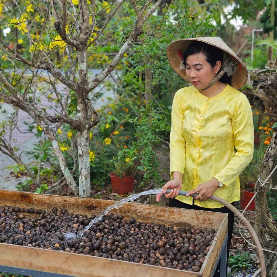 Nữ kỹ sư khởi nghiệp với trái mù u, thu gần 300 triệu đồng/năm