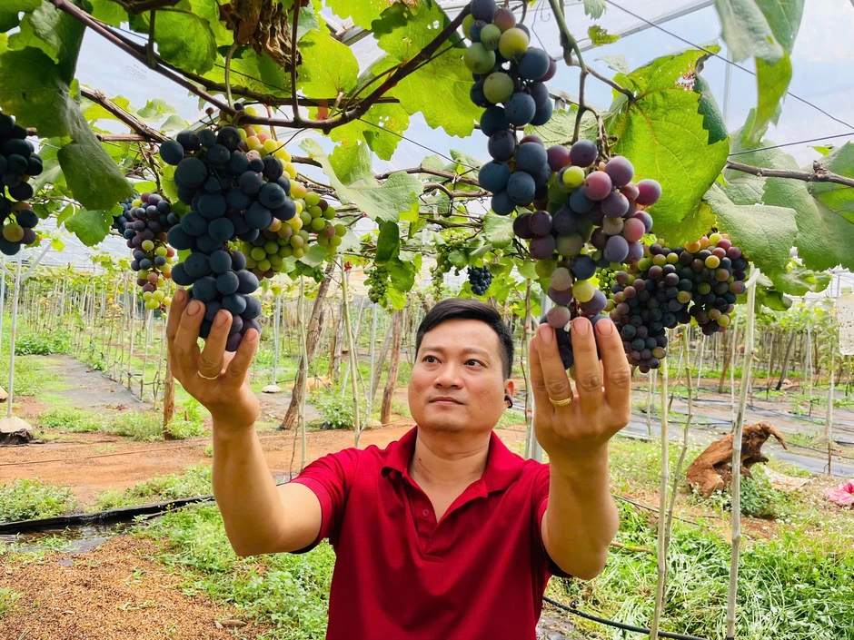 Thạc sĩ bỏ việc ổn định, trồng nho trên đất bazan: Thu hơn 1 tỉ/năm Thạc sĩ bỏ việc ổn định, trồng nho trên đất bazan: Thu hơn 1 tỉ/năm