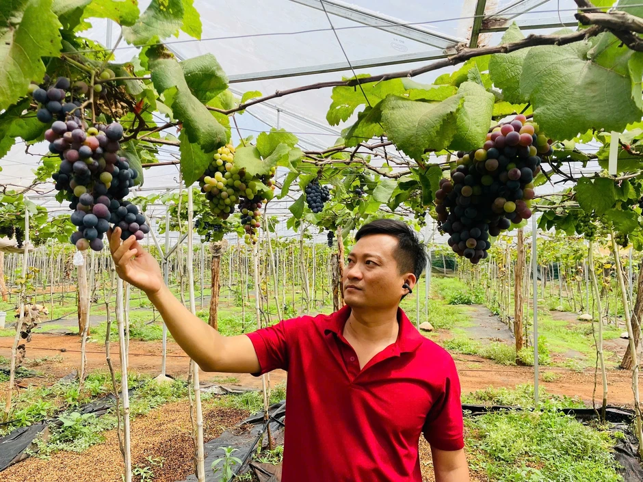 Thạc sĩ bỏ việc ổn định, trồng nho trên đất bazan: Thu hơn 1 tỉ/năm Thạc sĩ bỏ việc ổn định, trồng nho trên đất bazan: Thu hơn 1 tỉ/năm