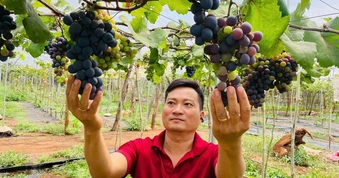 Thạc sĩ bỏ việc ổn định, trồng nho trên đất bazan: Thu hơn 1 tỉ/năm