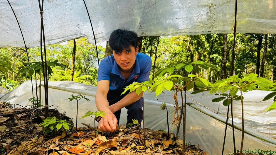 Thanh niên học khởi nghiệp từ 'quốc bảo' sâm quý