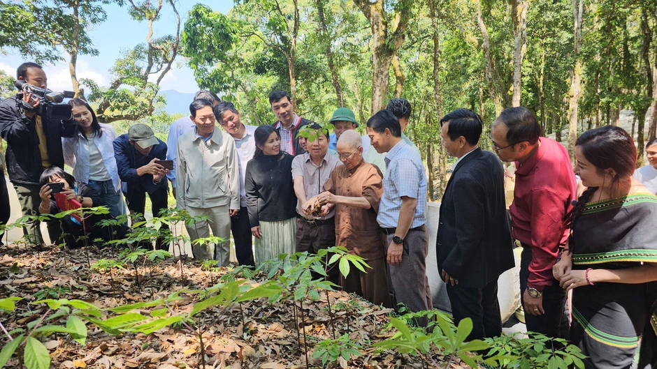 Thanh niên học khởi nghiệp từ 'quốc bảo' sâm quý