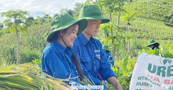 Thanh niên tất bật giúp người dân gặt lúa, chạy lũ