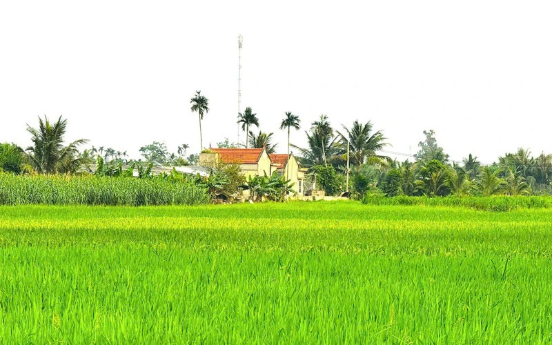 Thủ khoa đại học bỏ phố về quê nuôi 1.500 con gà, phát triển đầm tôm 6.000m² Thủ khoa đại học bỏ phố về quê nuôi 1.500 con gà, phát triển đầm tôm 6.000m²