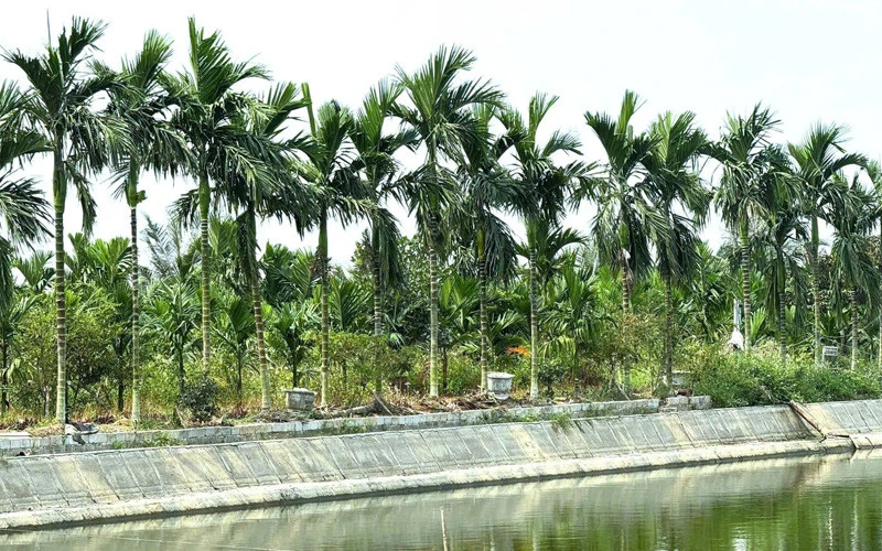 Thủ khoa đại học bỏ phố về quê nuôi 1.500 con gà, phát triển đầm tôm 6.000m² Thủ khoa đại học bỏ phố về quê nuôi 1.500 con gà, phát triển đầm tôm 6.000m²