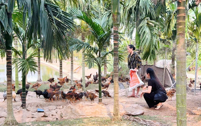 Thủ khoa đại học bỏ phố về quê nuôi 1.500 con gà, phát triển đầm tôm 6.000m² Thủ khoa đại học bỏ phố về quê nuôi 1.500 con gà, phát triển đầm tôm 6.000m²