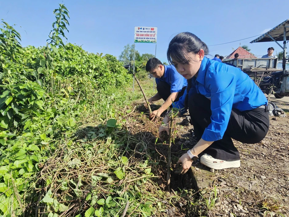 Trồng 1.000 cây bần chống sạt lở bờ sông Trồng 1.000 cây bần chống sạt lở bờ sông