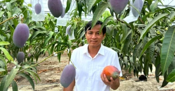 Trồng xoài Nhật trên đất thép Củ Chi: Hành trình nhiều năm đưa ‘trứng mặt trời’ bén rễ ở TP.HCM