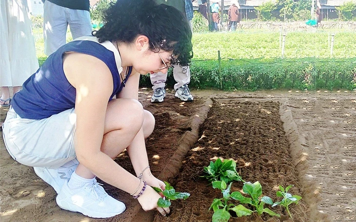 Trồng xoài Nhật trên đất thép Củ Chi: Hành trình nhiều năm đưa ‘trứng mặt trời’ bén rễ ở TP.HCM