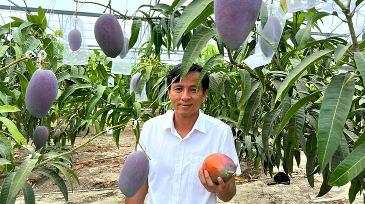Trồng xoài Nhật trên đất thép Củ Chi: Hành trình nhiều năm đưa ‘trứng mặt trời’ bén rễ ở TP.HCM